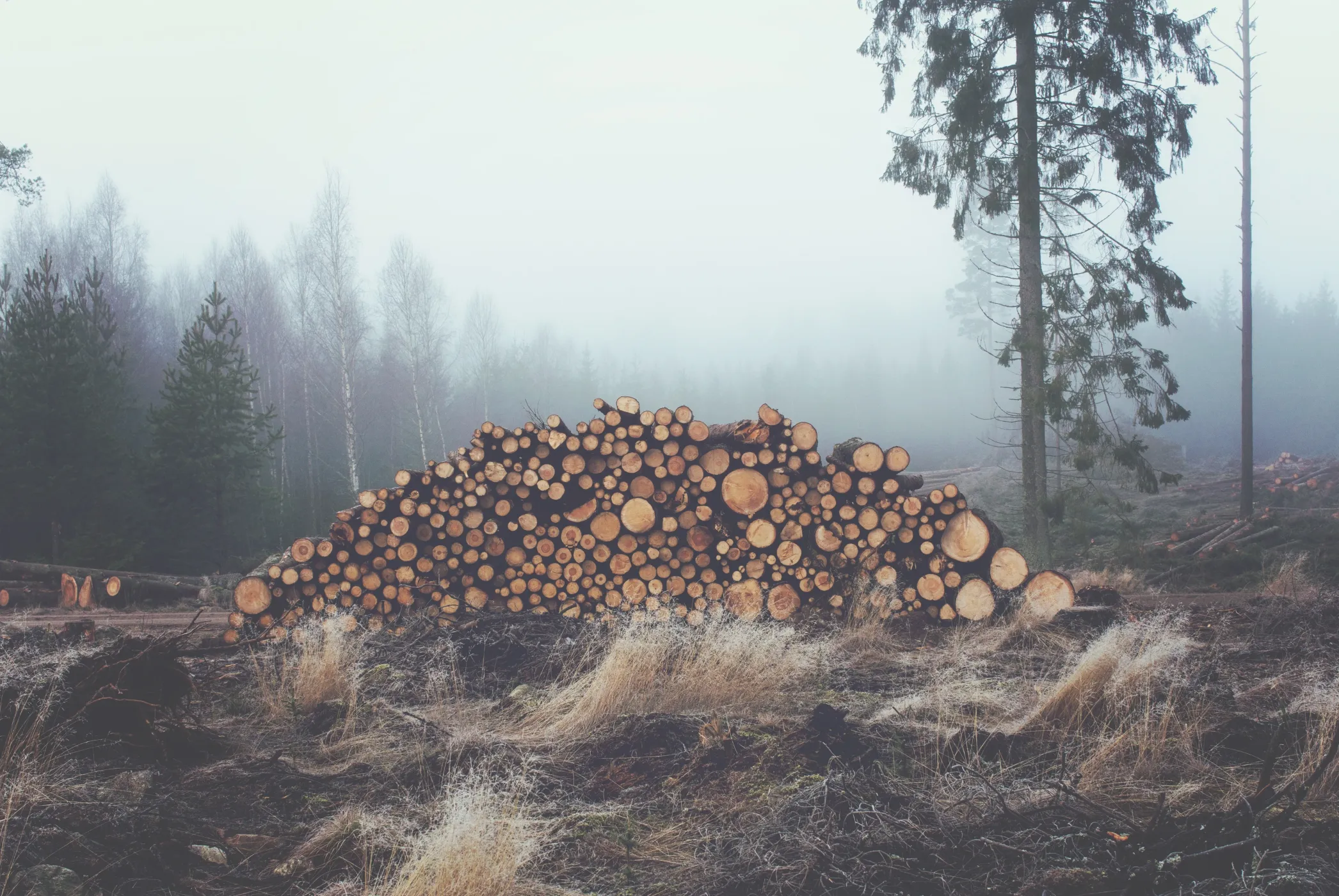 Harvested timber in a misty landscape